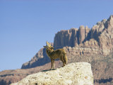 Barking Coyote in Utah Photographie par Walter Meayers Edwards