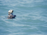 A California sea otter bobs on the waters surface Lámina fotográfica por Rich Reid