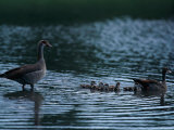Egyptian Geese with Young Photographic Print