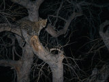 Leopard in a Tree at Night Photographic Print