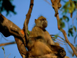 Baboon in a Tree Photographic Print