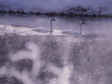 Trumpeter Swans Swim Through Early Morning Mist on the Madison River Photographic Print