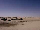 A Camal Caravan Crosses Before a Cluster of Tents Photographic Print