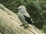 Close View of a Clarks Nutcracker Photographie