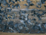 A flock of pigeons rises in alarm near a black-backed jackal Lámina fotográfica
