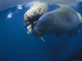 An adult Atlantic walrus and two pups are swimming Lámina fotográfica An adult Atlantic walrus and two pups are swimming Lámina fotográfica