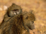 Baboons Photographic Print