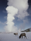 Elk Near an Erupting Geyser in Yellowstone National Park, Wyoming Photographic Print by Raymond Gehman