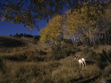 Pronghorn buck near a grove of aspens Lámina fotográfica