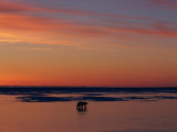 A Polar Bear is Silhouetted against the Arctic Sunset Photographic Print by Paul Nicklen