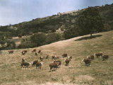 Hereford Cattle Near Pleasanton, California Stampa fotografica Hereford Cattle Near Pleasanton, California Stampa fotografica