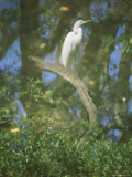A Reflection of a Snowy Egret Perched on a Twisted Branch Photographic Print