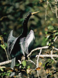 Portrait of an Anhinga Perched on a Branch Photographic Print by Roy Toft