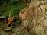 Monkey at Baiyu Cavern Stampa fotografica Monkey at Baiyu Cavern Stampa fotografica