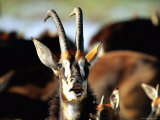 Sable Antelope Vocalizing Photographic Print