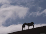 An elk cow and her calf silhouetted on a Yellowstone hillside Stampa fotografica An elk cow and her calf silhouetted on a Yellowstone hillside Stampa fotografica
