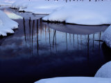 Slender Trees are Reflected in a Quiet Stream Photographic Print