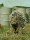 Porcupine Photographic Print by Robert Sisson