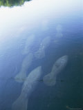 A Group of Manatees Swim Down the Homosassa River Photographic Print
