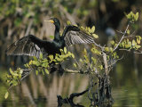 Double-Crested Cormorant with Wings Outstretched Photographic Print