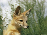 Close-up of a Kit Fox Photographic Print