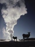 Elk Near an Erupting Geyser in Yellowstone National Park, Wyoming Photographic Print