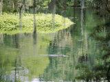 An Alligator Floats Just Above the Surface of the Silver River Photographic Print