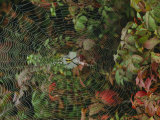 Golden Orb Weaver Spider in Web Photographic Print