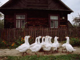 Domestic Geese on a Street in Bialowieza Photographic Print