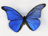 Blue Butterfly Photographic Print