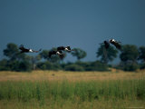 Marabou Storks in Flight Photographic Print