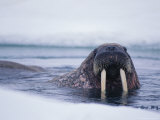An Atlantic walrus Lámina fotográfica An Atlantic walrus Lámina fotográfica