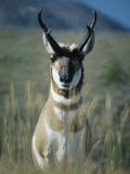 Close Portrait of a Pronghorn Photographie