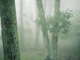 Lichen-covered trees in the mist Lámina fotográfica Lichen-covered trees in the mist Lámina fotográfica