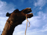 A Photograph of a Camel in the Salt Caravan Photographic Print