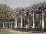 Wisteria Blooms on the Columns of the Amphitheater Photographic Print