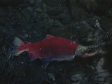 A Close View of a Sockeye Salmon Carcass after a Black Bear Feed Photographic Print