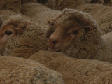 A Group of Sheep Wait to Be Shorn Photographie