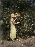 A Grapefruit Plantation Photographic Print by Charles Martin