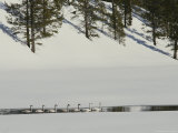 Trumpeter Swans in the Snowy Yellow River Landscape Photographic Print