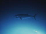 A Tuna Fish Swimming in the Water Photographic Print by John Anderson