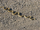 A Diamondback Rattlesnake Curves its Way Across the Desert Photographie