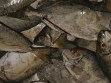 A Crate Full of Fish Await Buyers at a Market in Australia Photographie