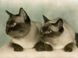 Siamese Cats Impressão fotográfica por Willard Culver Siamese Cats Impressão fotográfica por Willard Culver