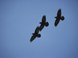 Three Blackbirds Fly in a Formation Photographic Print