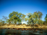 A Herd of Hippos Lounge in the Water Photographic Print