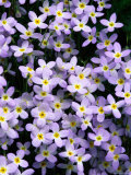 Close-up of Bluet Flowers Photographic Print by Bates Littlehales