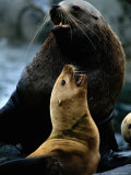 Two Steller Sea Lions Argue over Territory Photographic Print