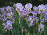 Bed of Irises, Provence Region, France Photographic Print