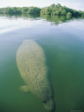 A Manatee Swims Underwater Fotografie-Druck von Skip Brown